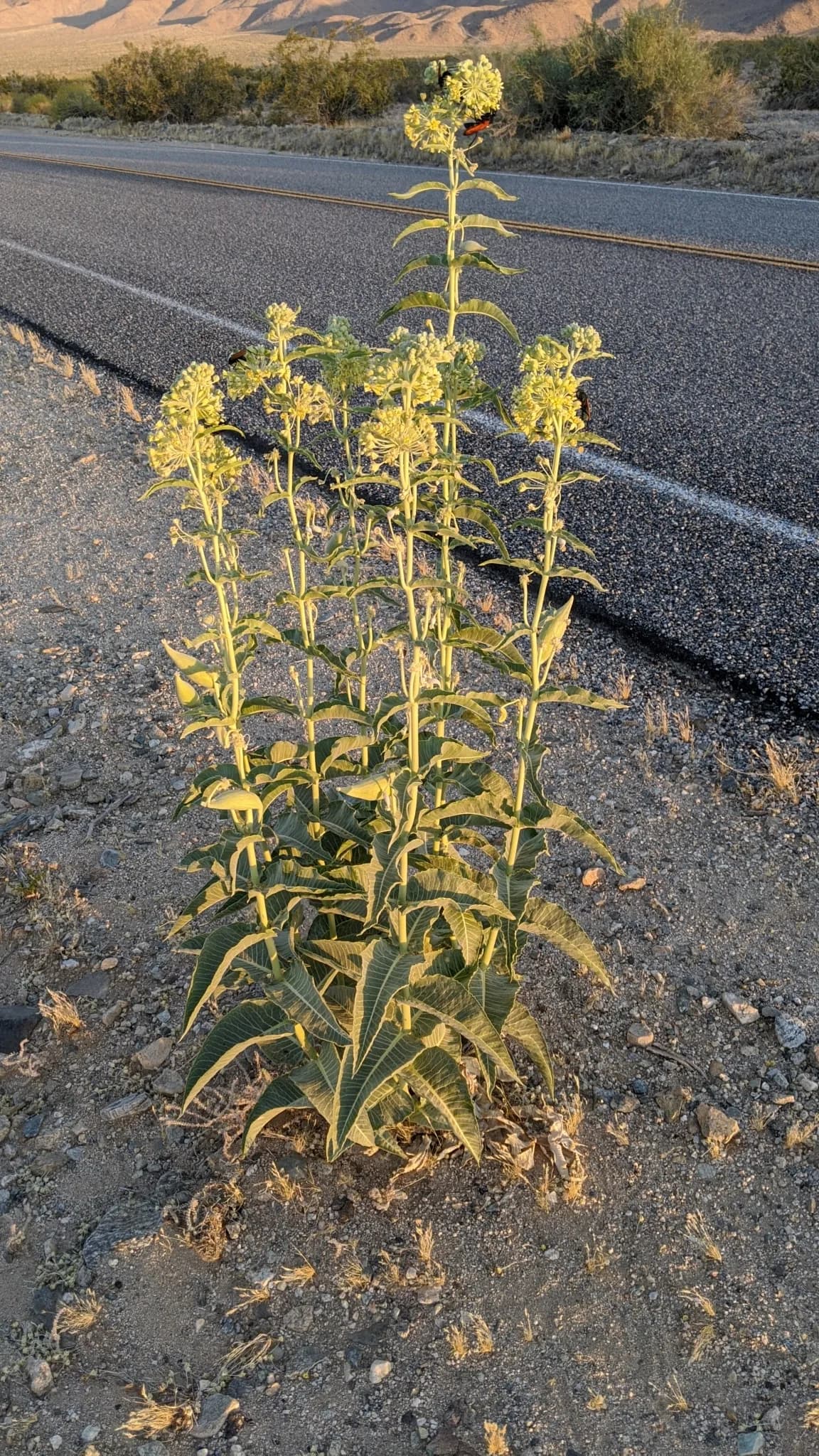 Desert Milkweed (Asclepias erosa)