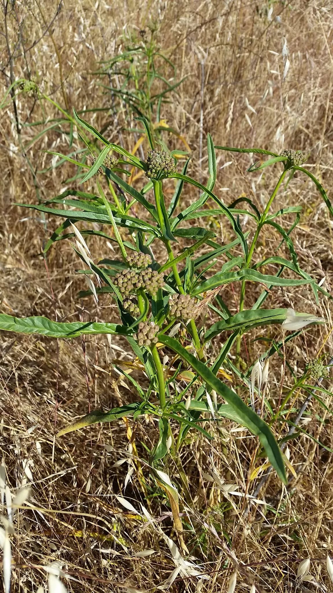 Narrowleaf Milkweed (Asclepias fascicularis)