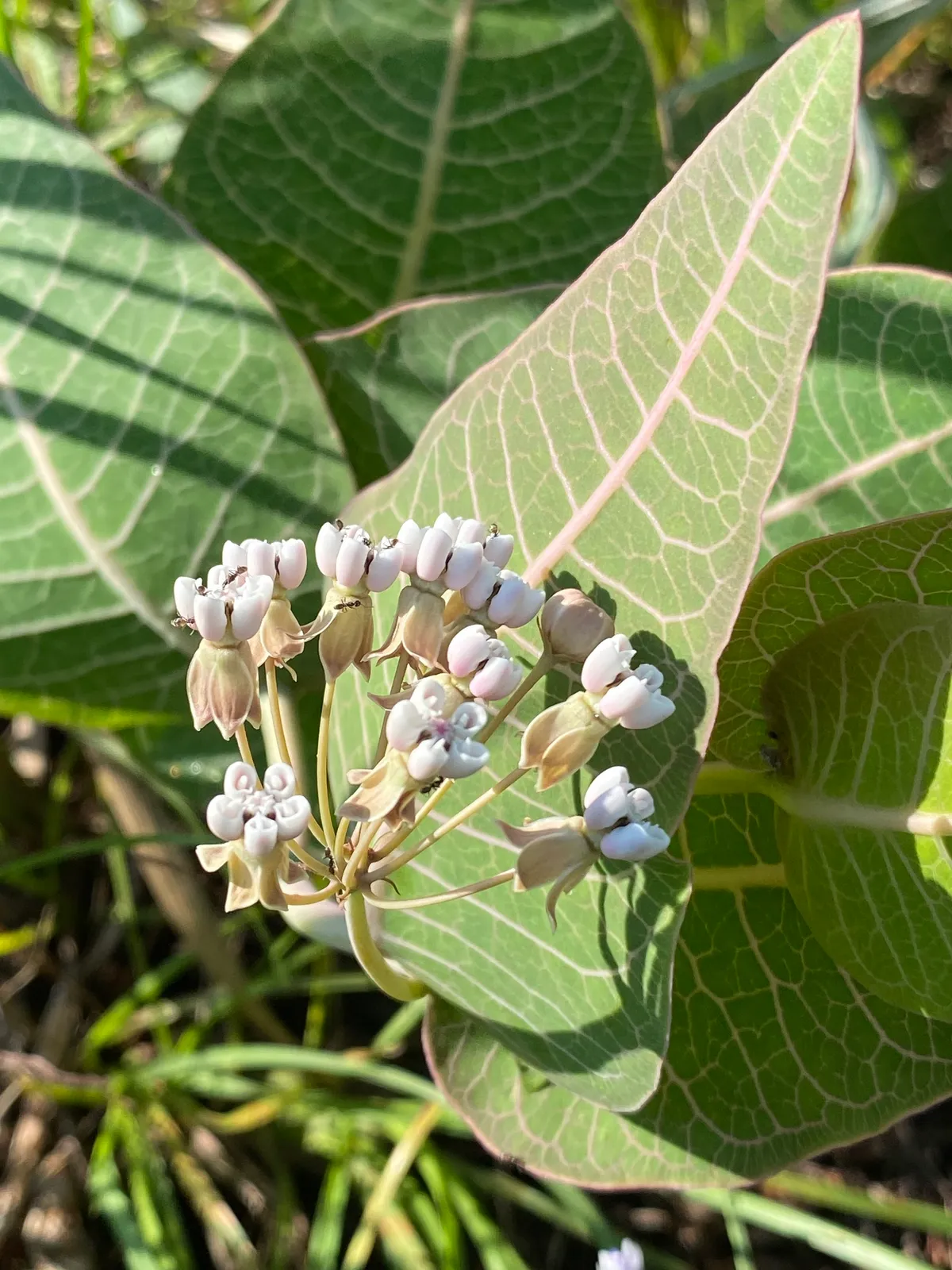Pinewoods milkweed (Asclepias humistrata)