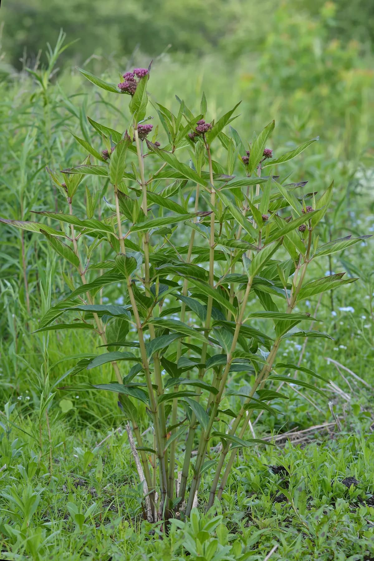 Swamp Milkweed (Asclepias incarnata)