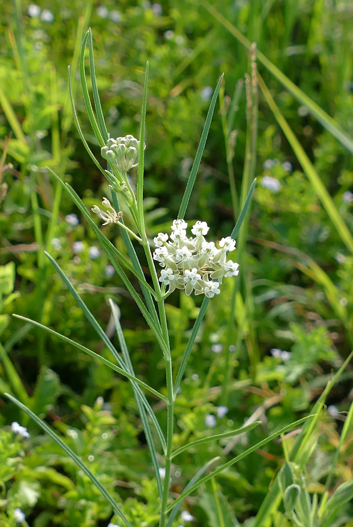 Slim Milkweed (Asclepias linearis)