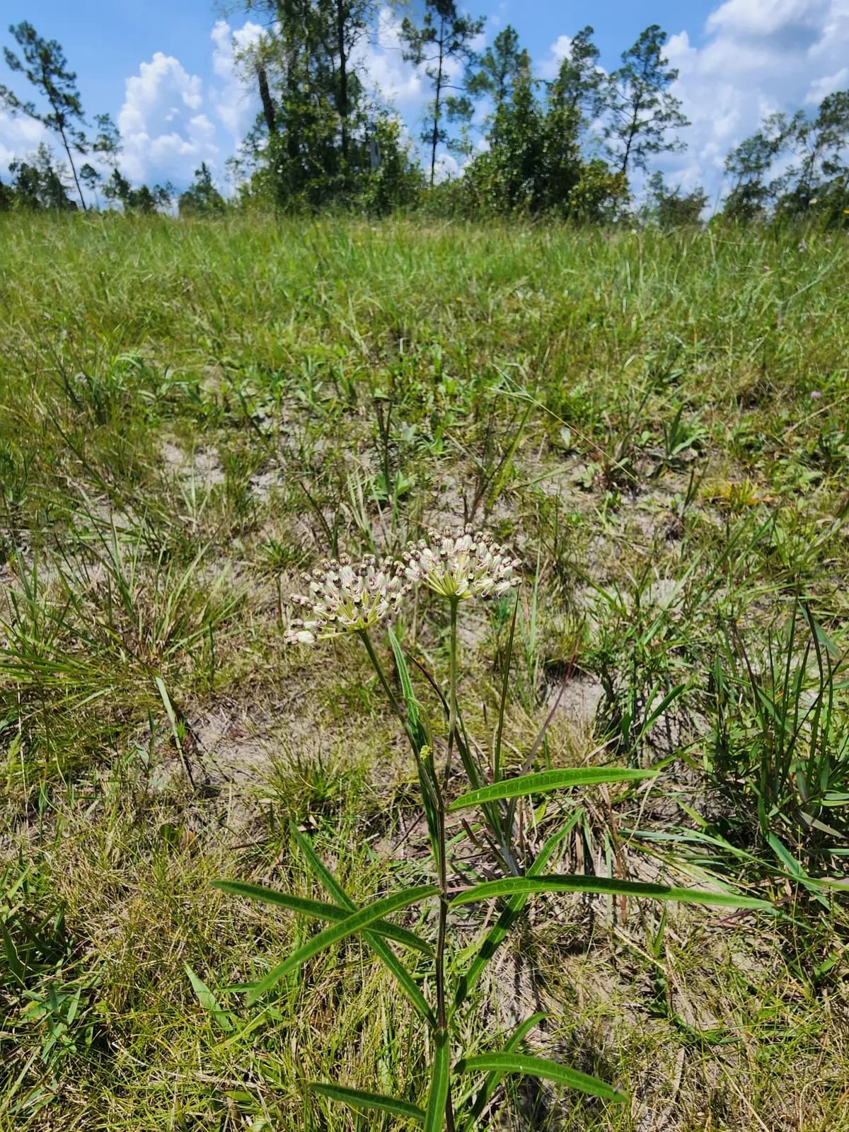 Longleaf Milkweed (Asclepias longifolia)