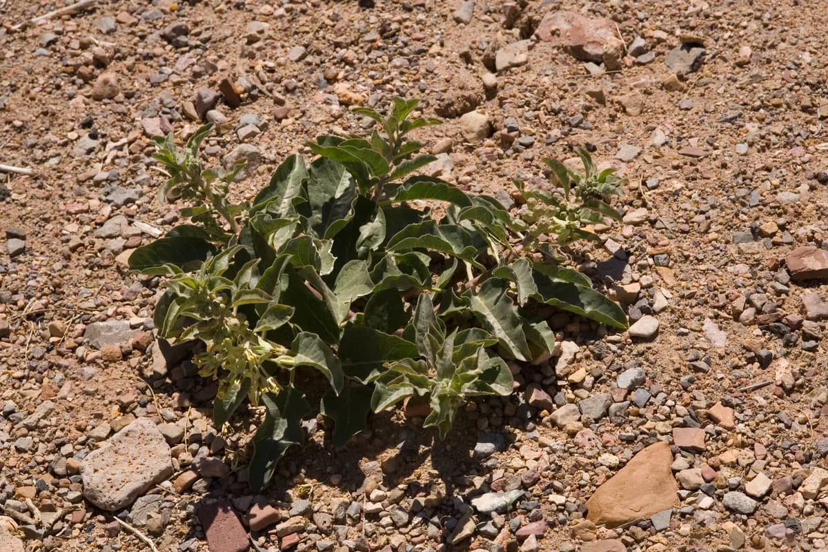 Zizotes Milkweed (Asclepias oenotheroides)