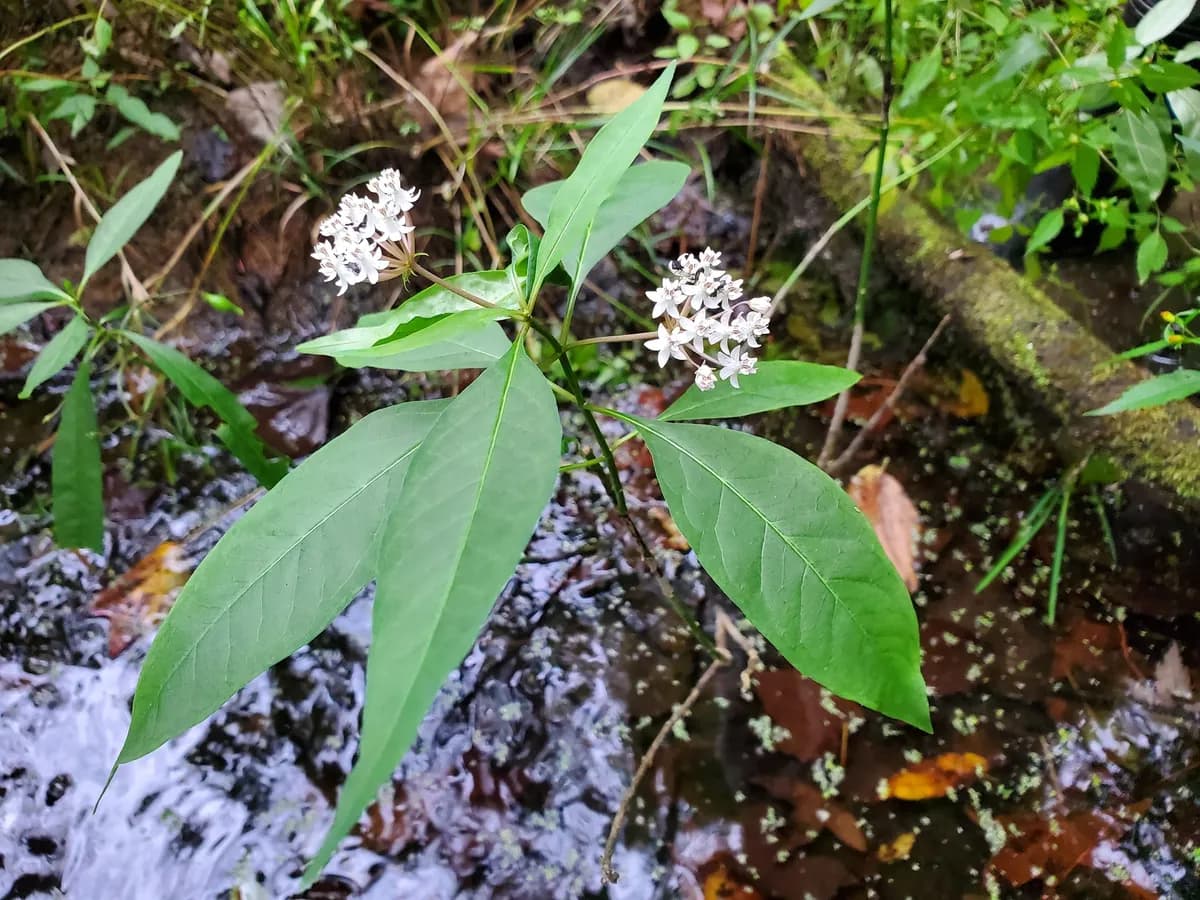 Aquatic Milkweed (Asclepias perennis)