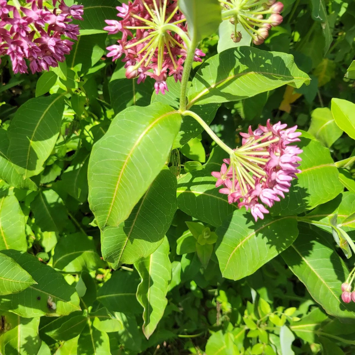 Purple Milkweed (Asclepias purpurascens)