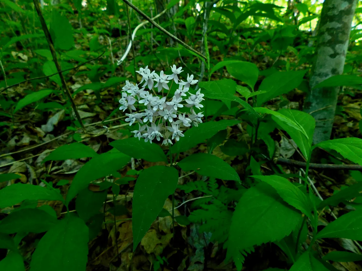 Four-leaf Milkweed (Asclepias quadrifolia)