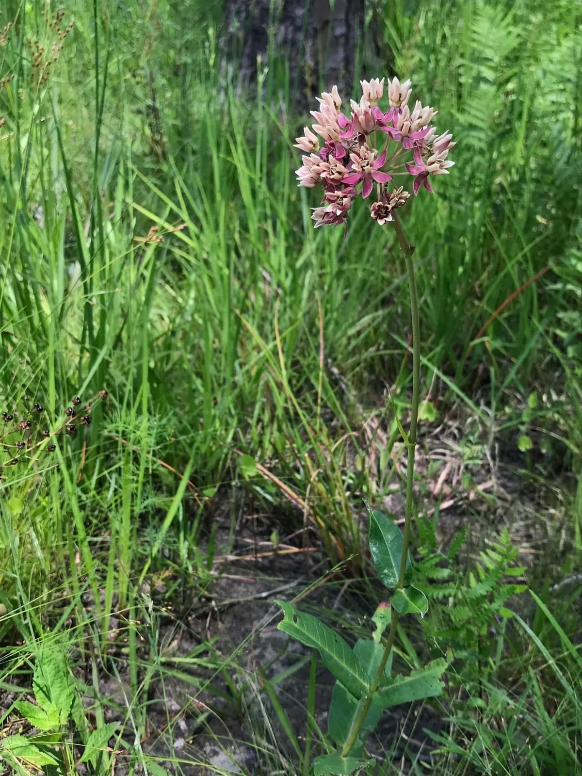Red Milkweed (Asclepias rubra)
