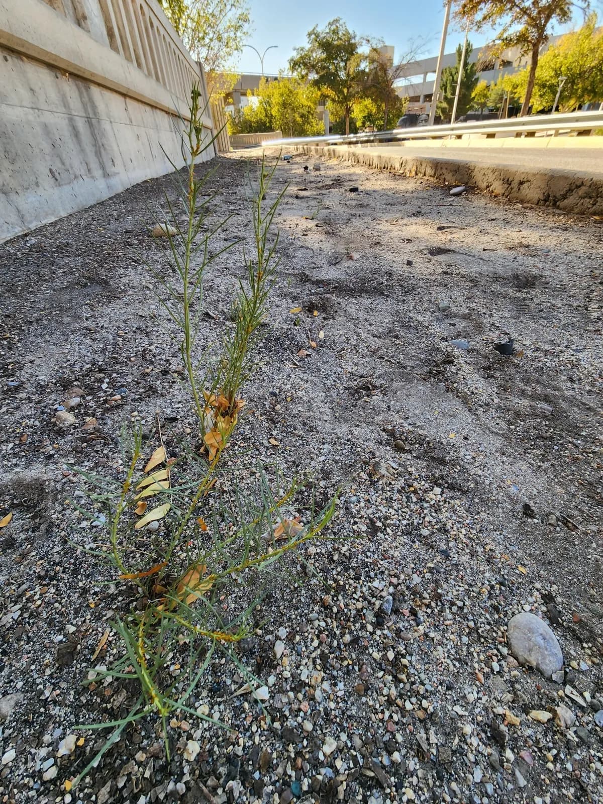 Horsetail Milkweed (Asclepias subverticillata)