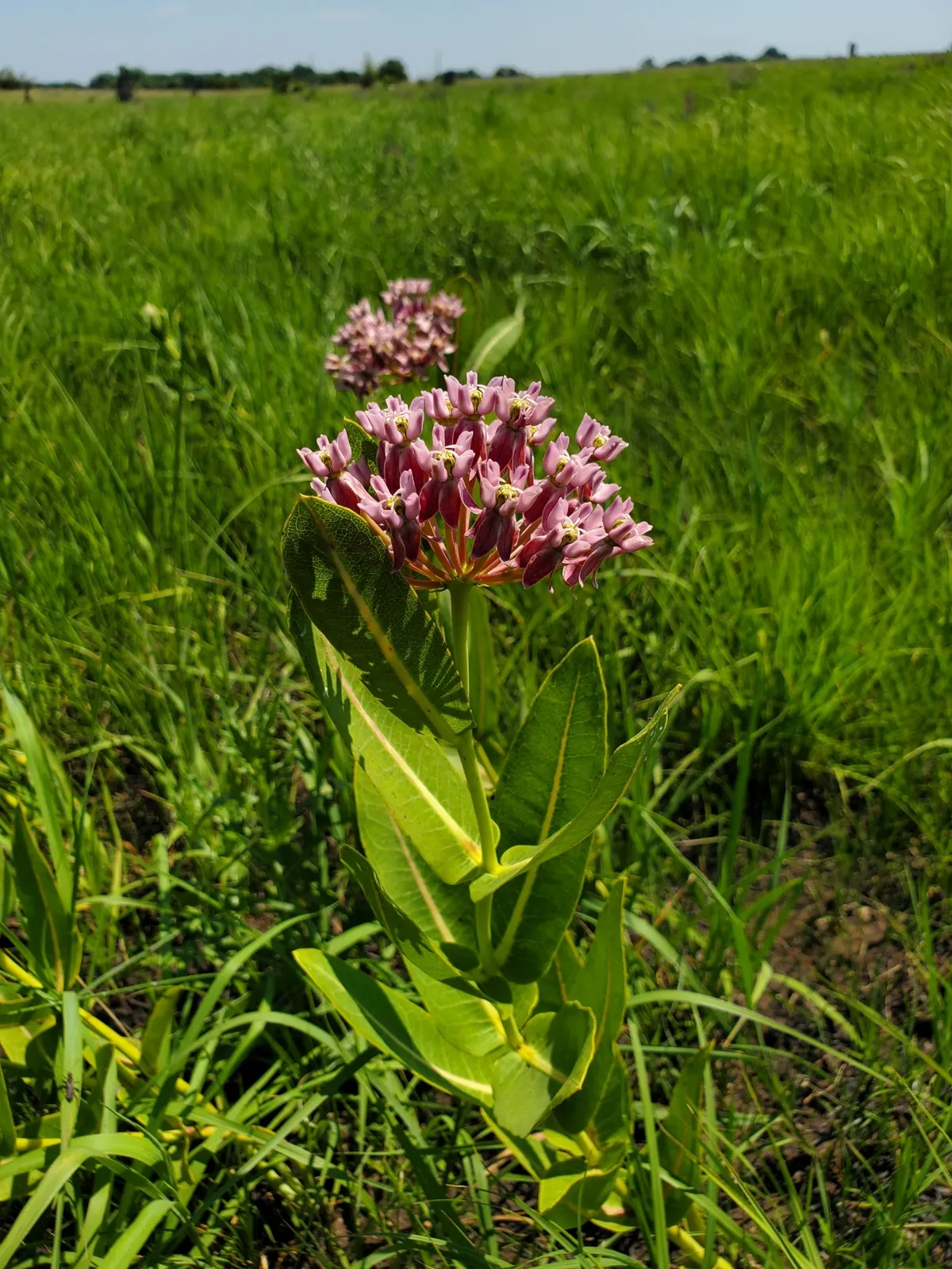 Prairie Milkweed (Asclepias sullivantii)