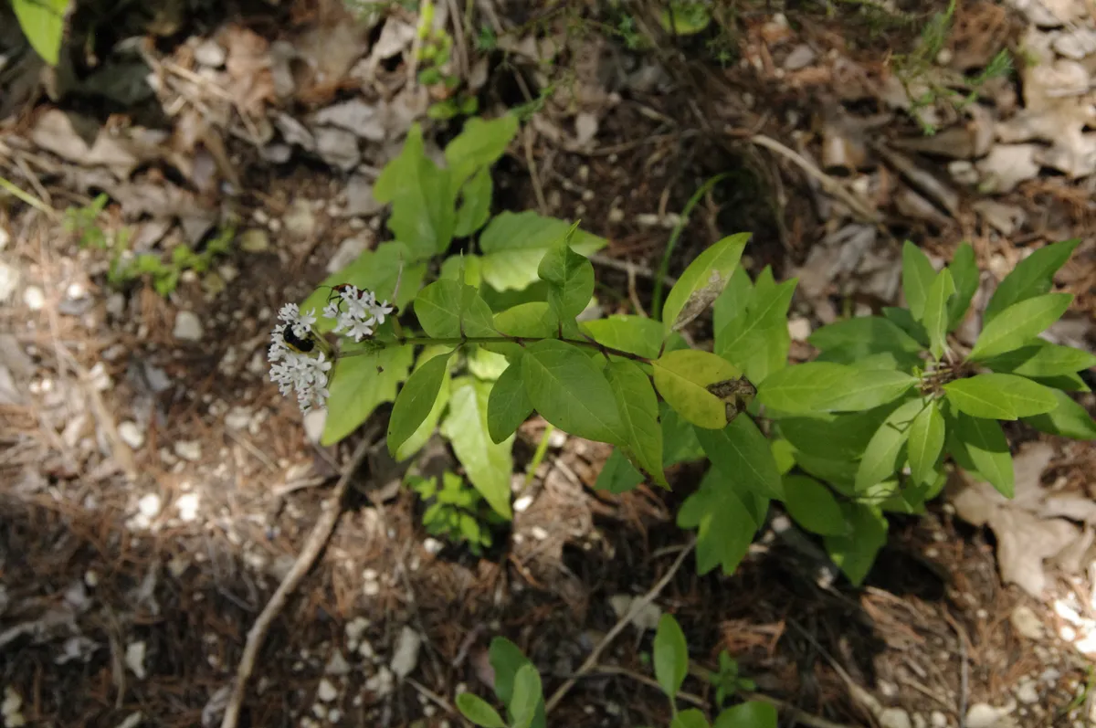 Texas Milkweed (Asclepias texana)