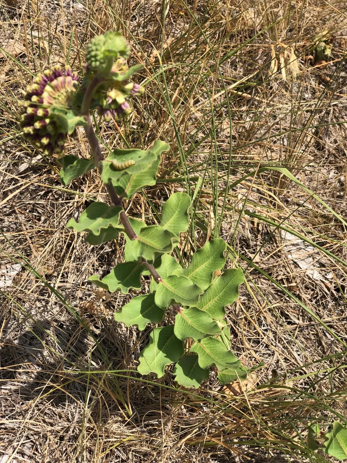 Green Comet Milkweed (Asclepias viridiflora)