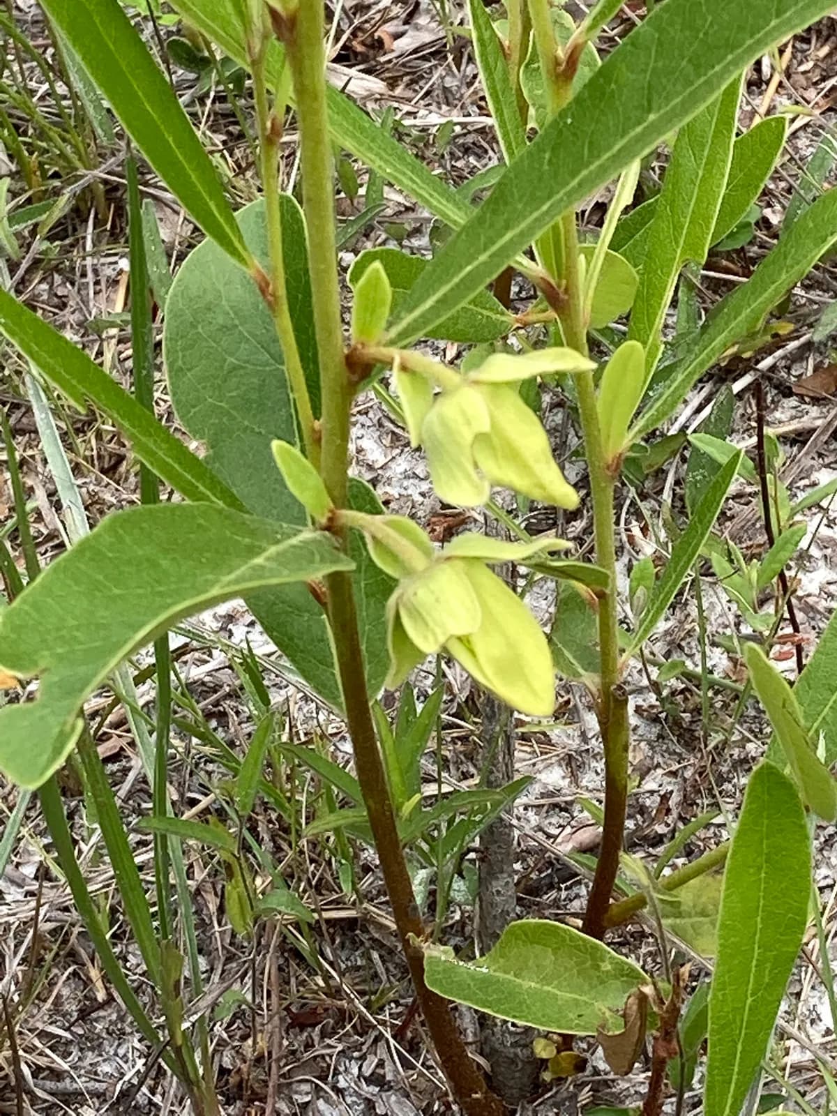 Slimleaf Pawpaw (Asimina angustifolia)