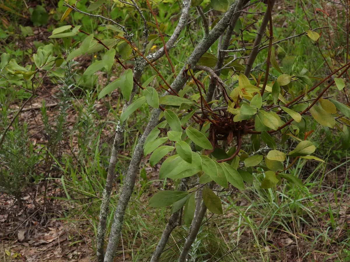 Bigflower Pawpaw (Asimina obovata)
