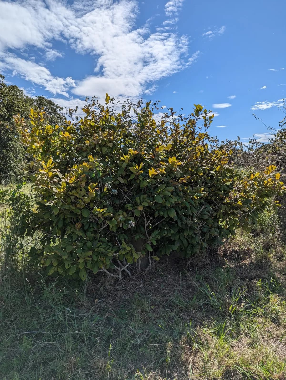 Dwarf pawpaw (Asimina parviflora)