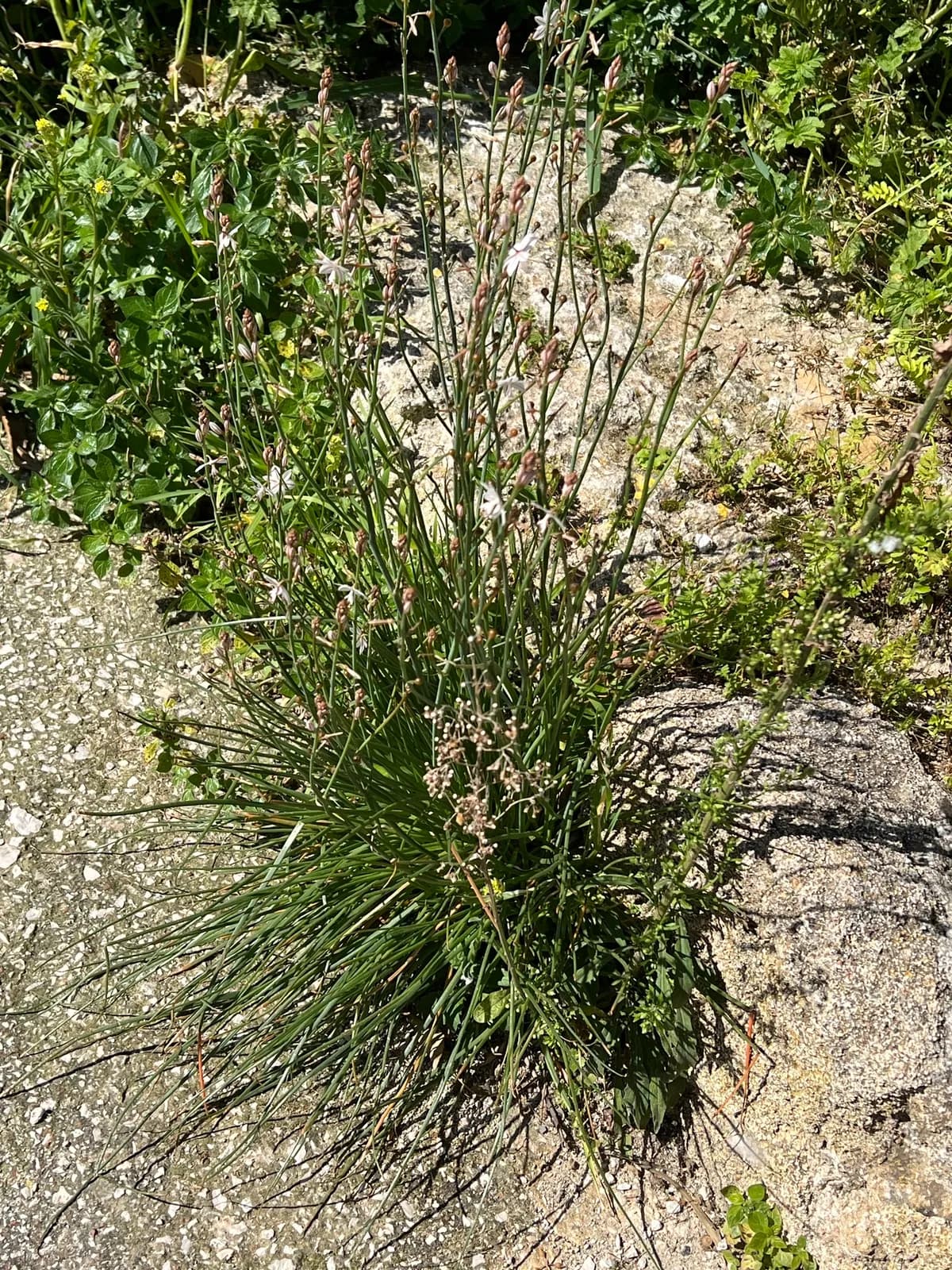 Wild Onion (Asphodelus fistulosus)