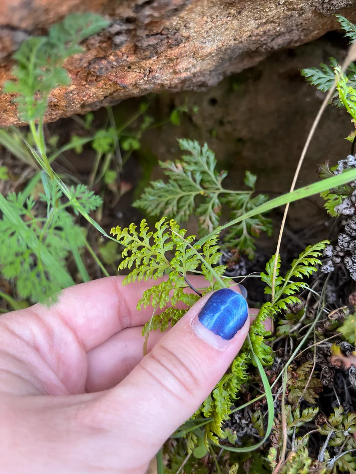 California lace fern (Aspidotis californica)