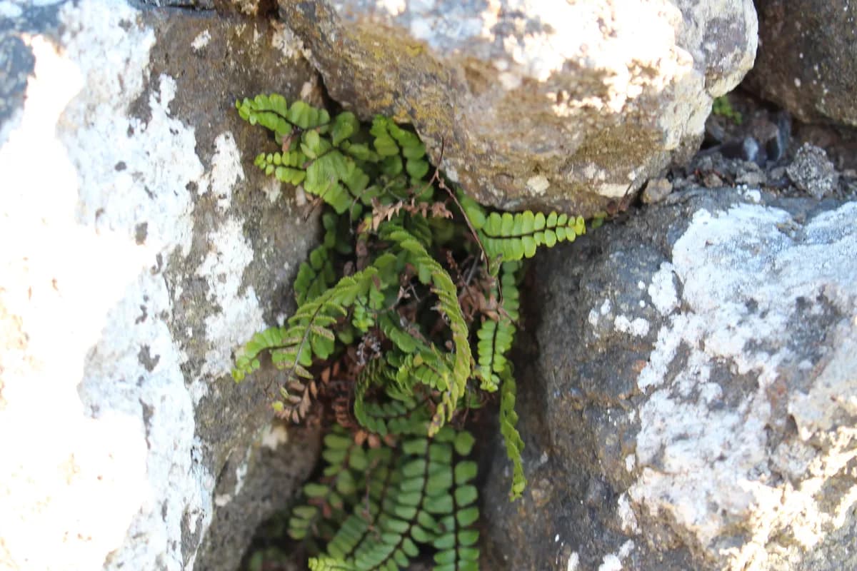 Maidenhair Spleenwort (Asplenium trichomanes)