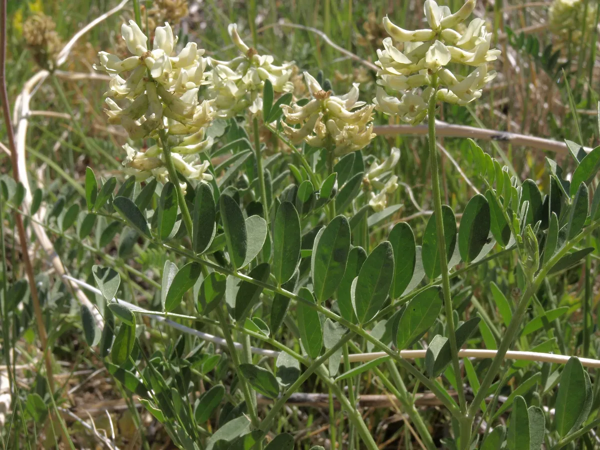 Canada Milk-vetch (Astragalus canadensis)