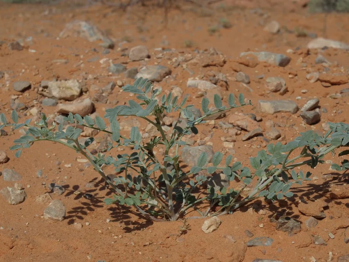 Geyer's Milkvetch (Astragalus geyeri)