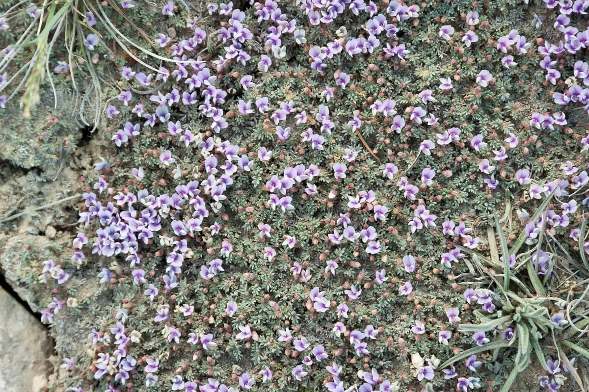 Spiny Milkvetch (Astragalus kentrophyta)