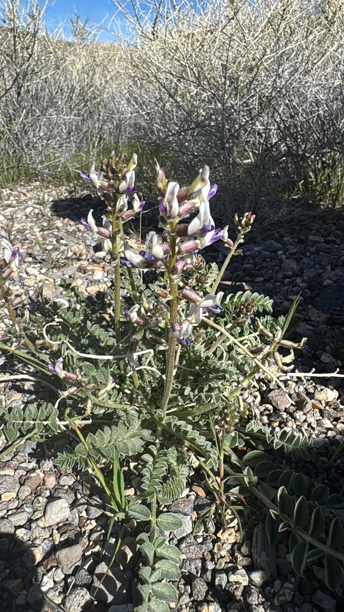 Widow's Milkvetch (Astragalus layneae)