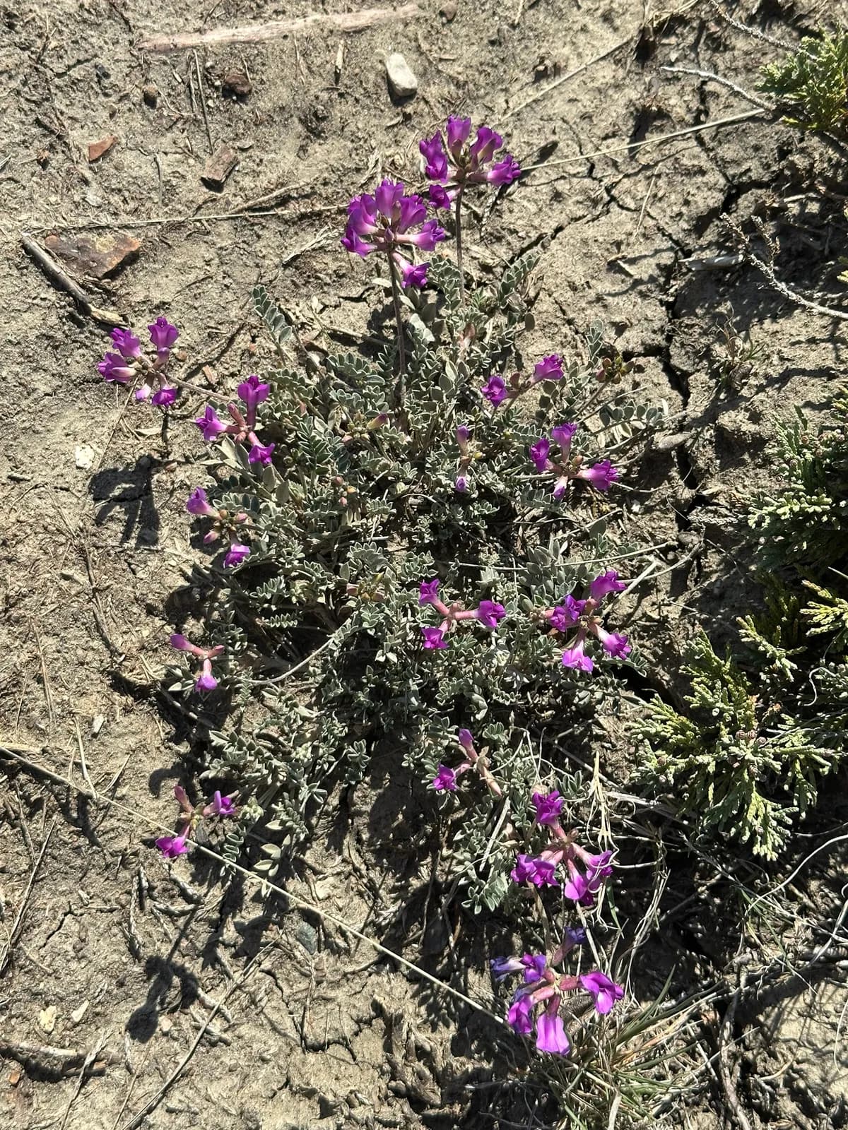 Missouri Milk-vetch (Astragalus missouriensis)
