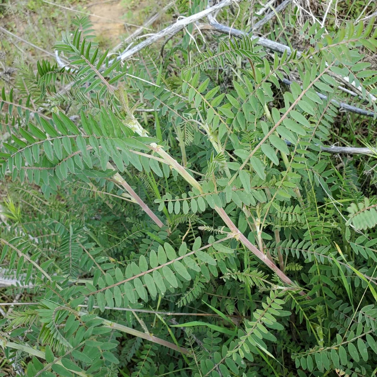 Southern California milk vetch (Astragalus trichopodus)