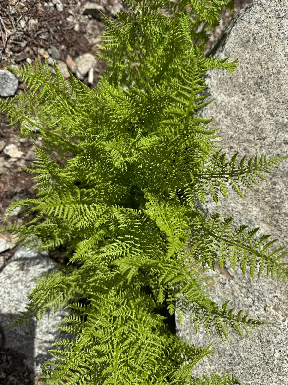 Alpine Ladyfern (Athyrium americanum)