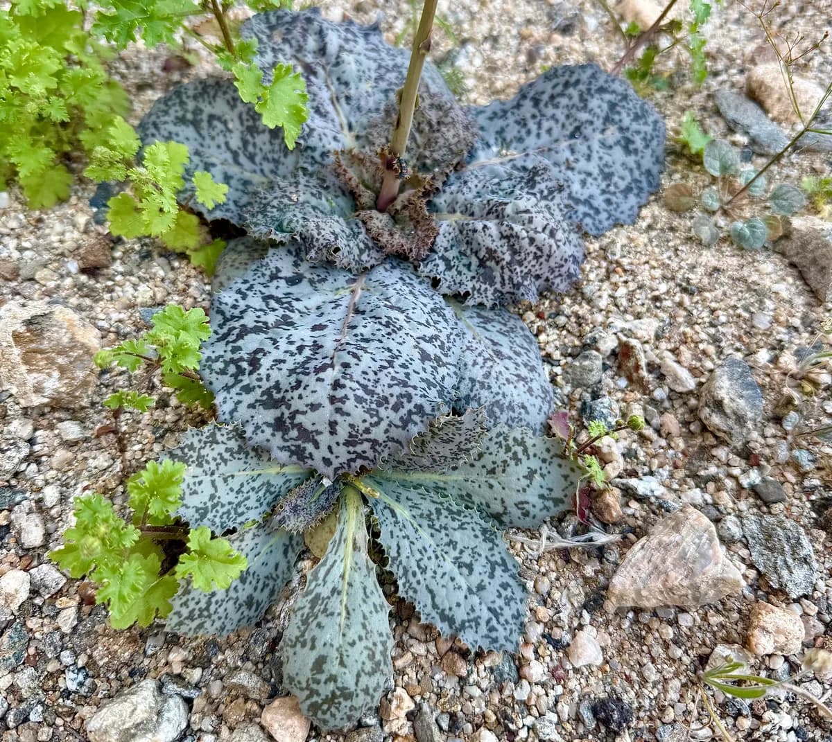 Parachute Plant (Atrichoseris platyphylla)