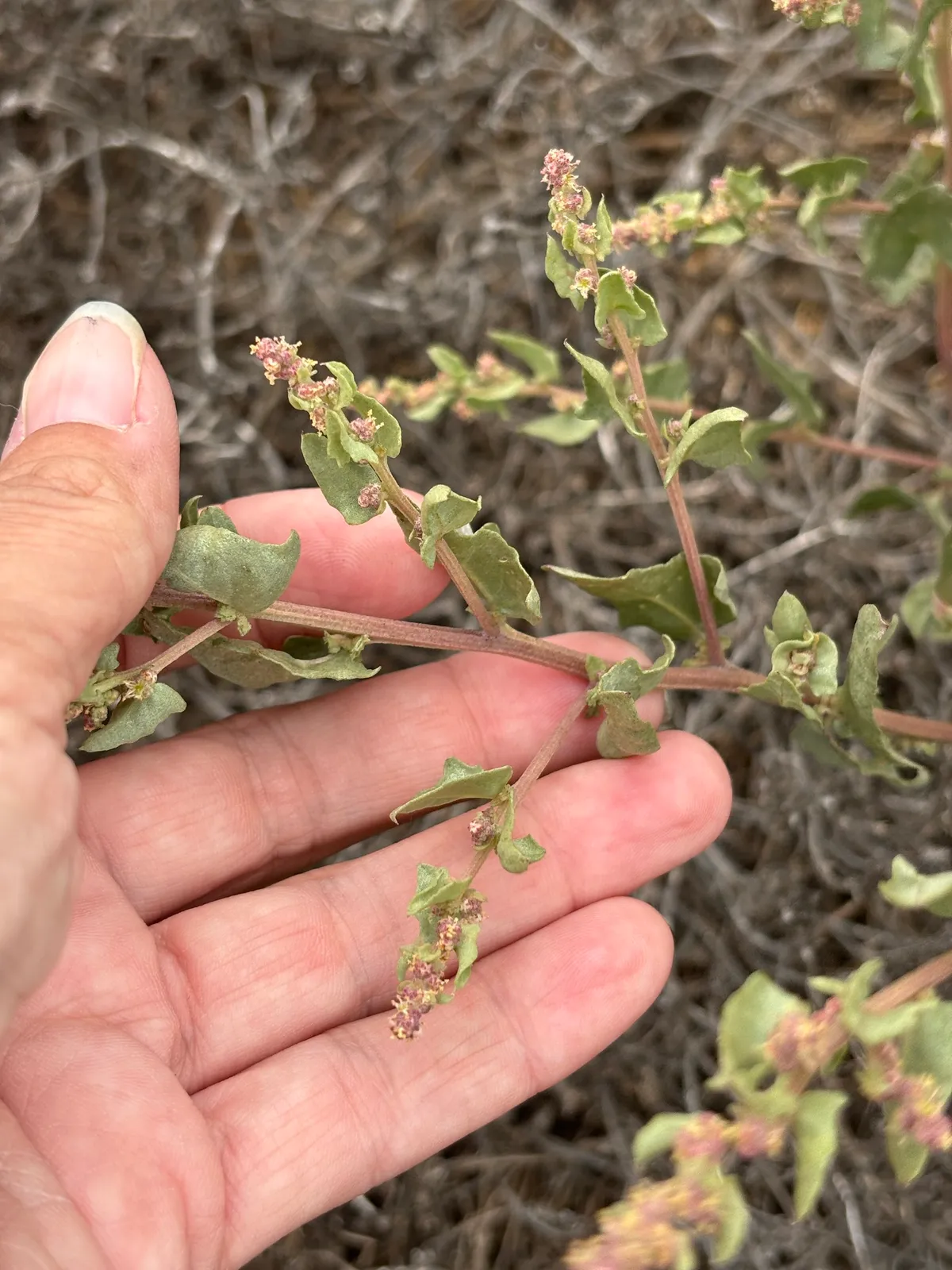 Saltbush (Atriplex argentea)