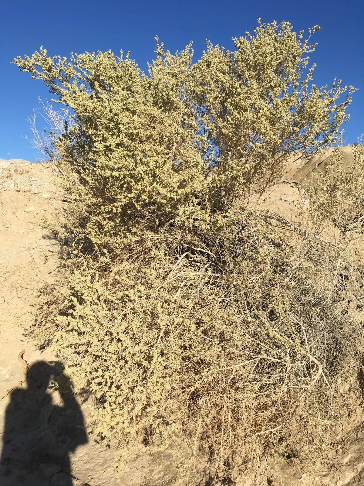 Four-wing Saltbush (Atriplex canescens)