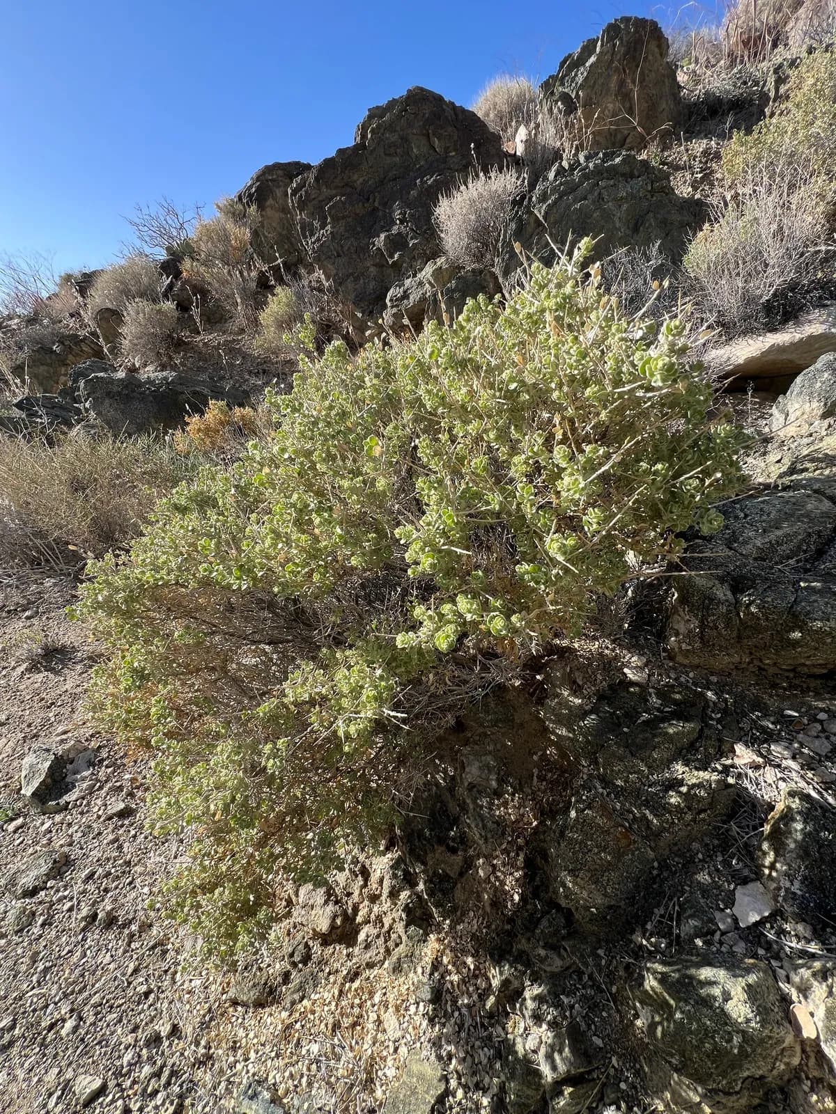 Shadscale saltbush (Atriplex confertifolia)