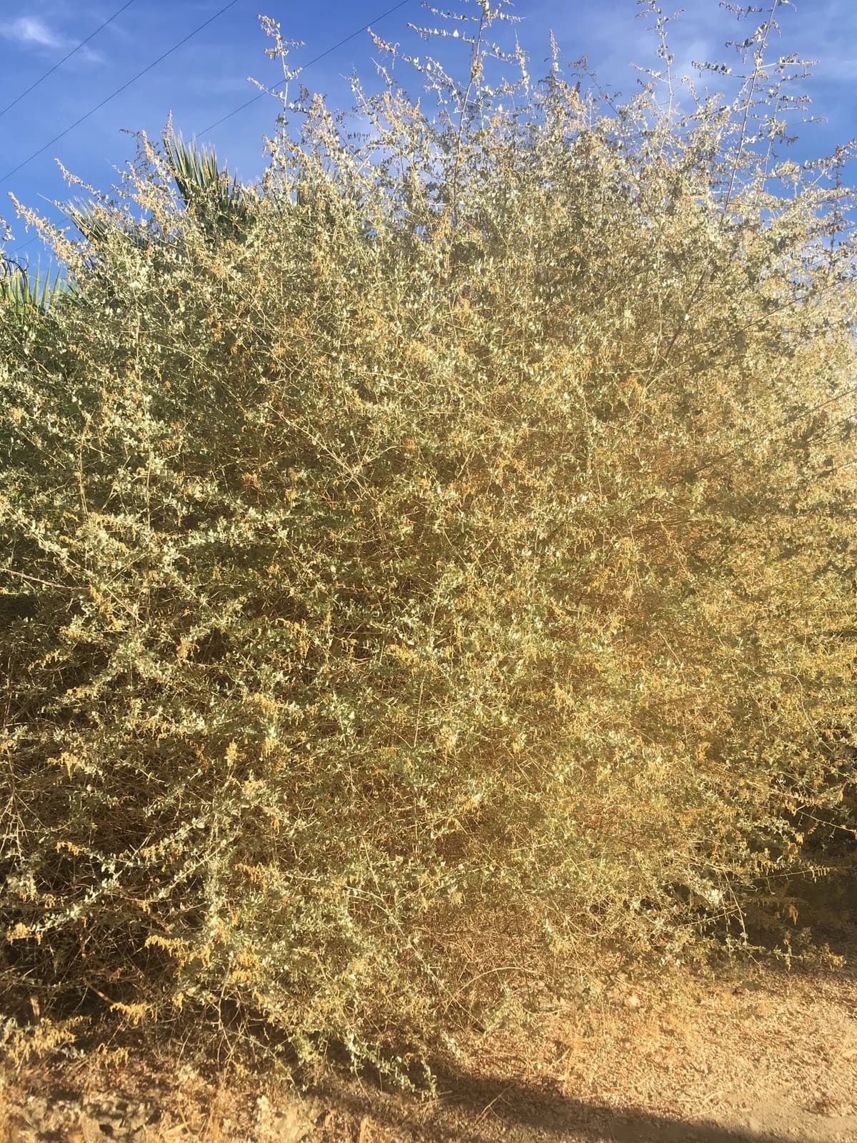 Big saltbush (Atriplex lentiformis)