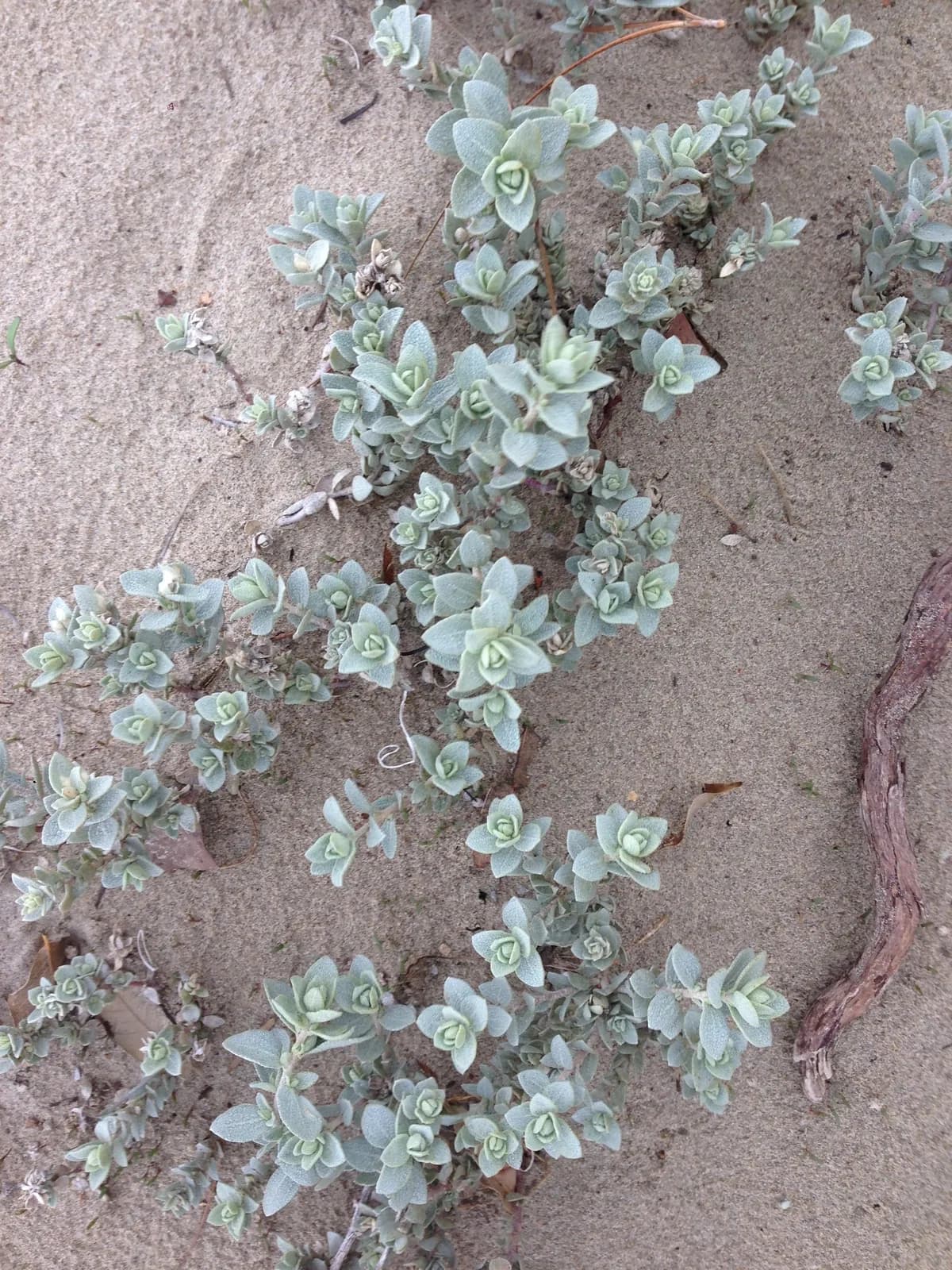 Seascale (Atriplex leucophylla)