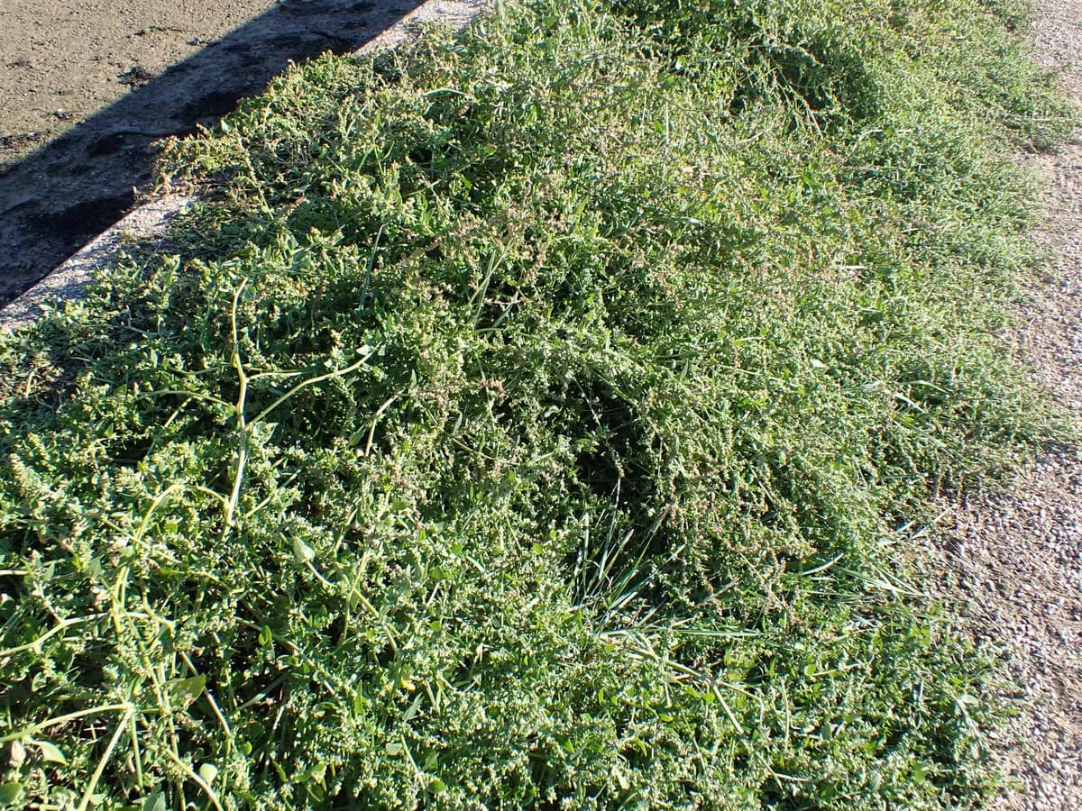 Fat-hen (Atriplex prostrata)
