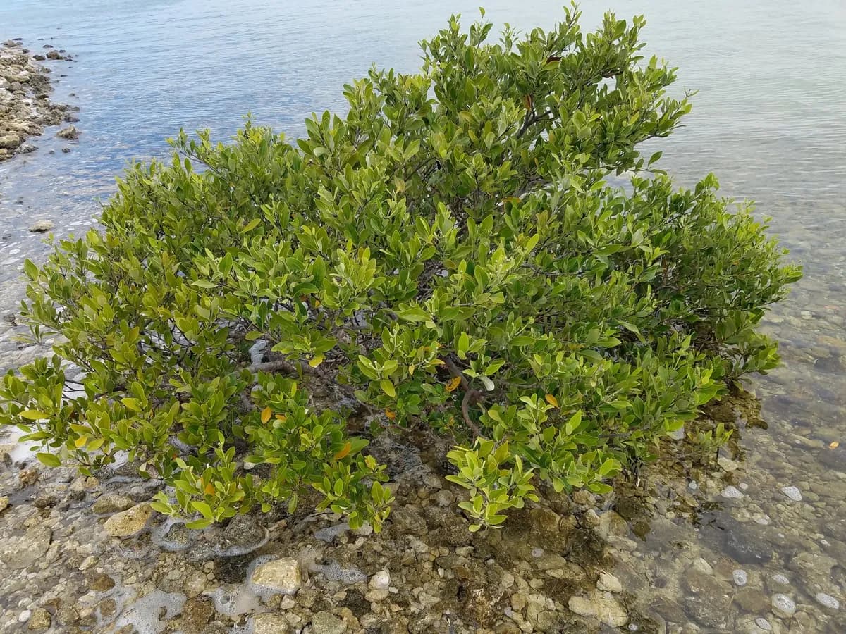 Black mangrove (Avicennia germinans)