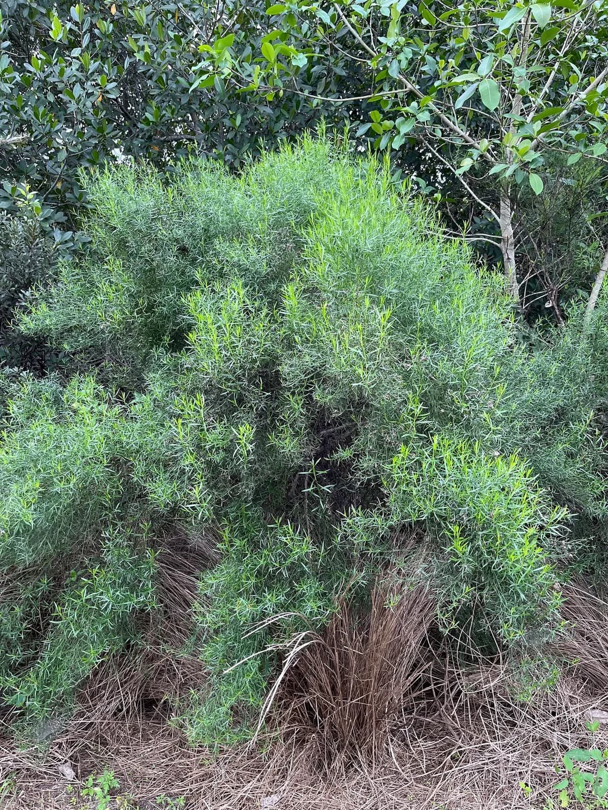 Narrow-leaf baccharis (Baccharis angustifolia)