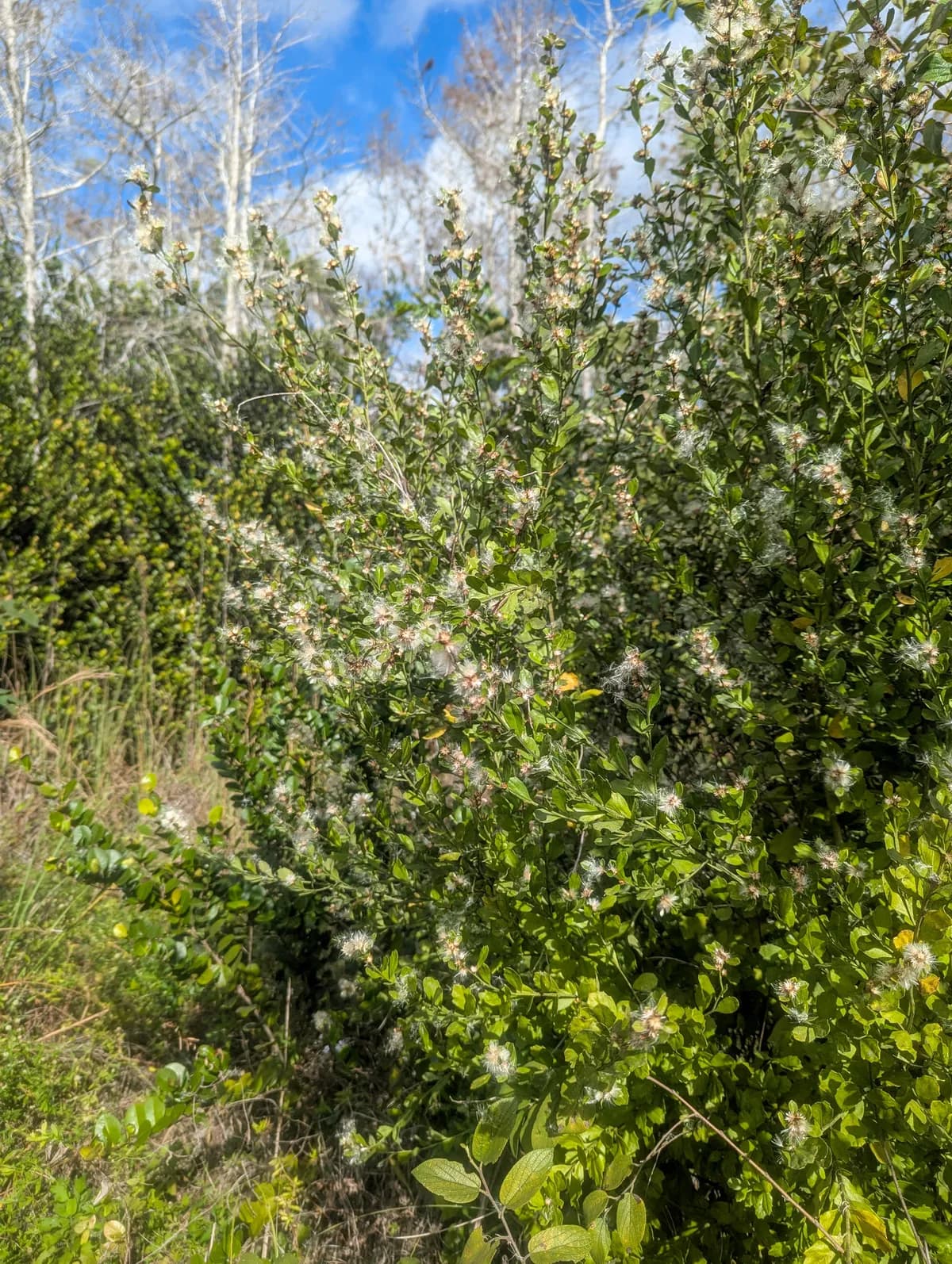 Silverling (Baccharis glomeruliflora)