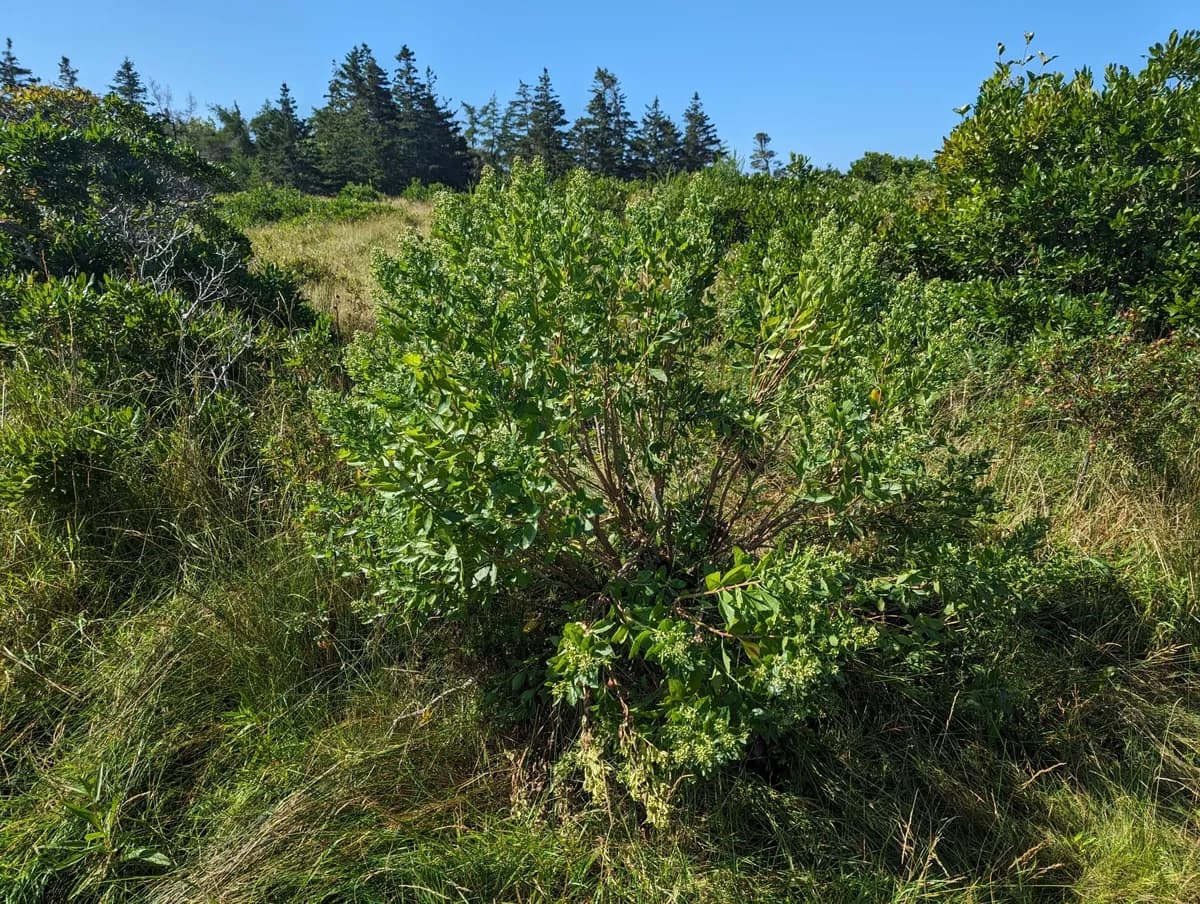 Groundselbush (Baccharis halimifolia)