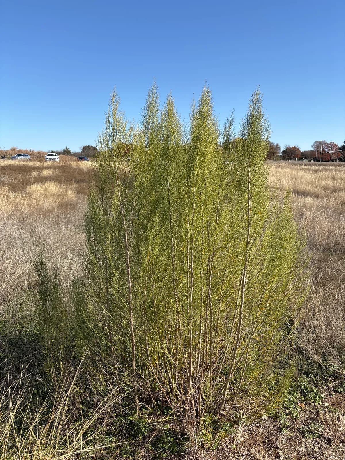 Poverty Weed (Baccharis neglecta)