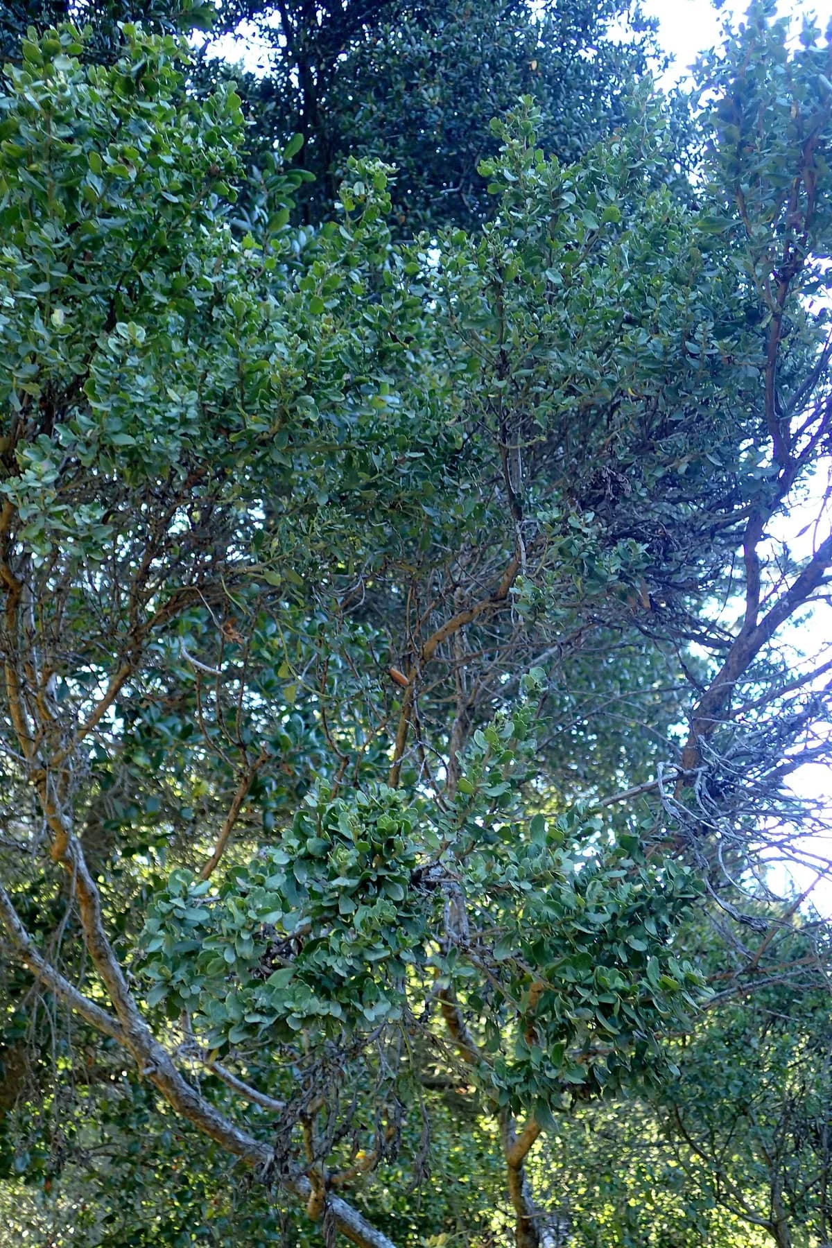 Coyote brush (Baccharis pilularis)