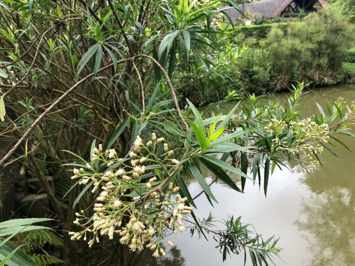 Mulefat (Baccharis salicifolia)