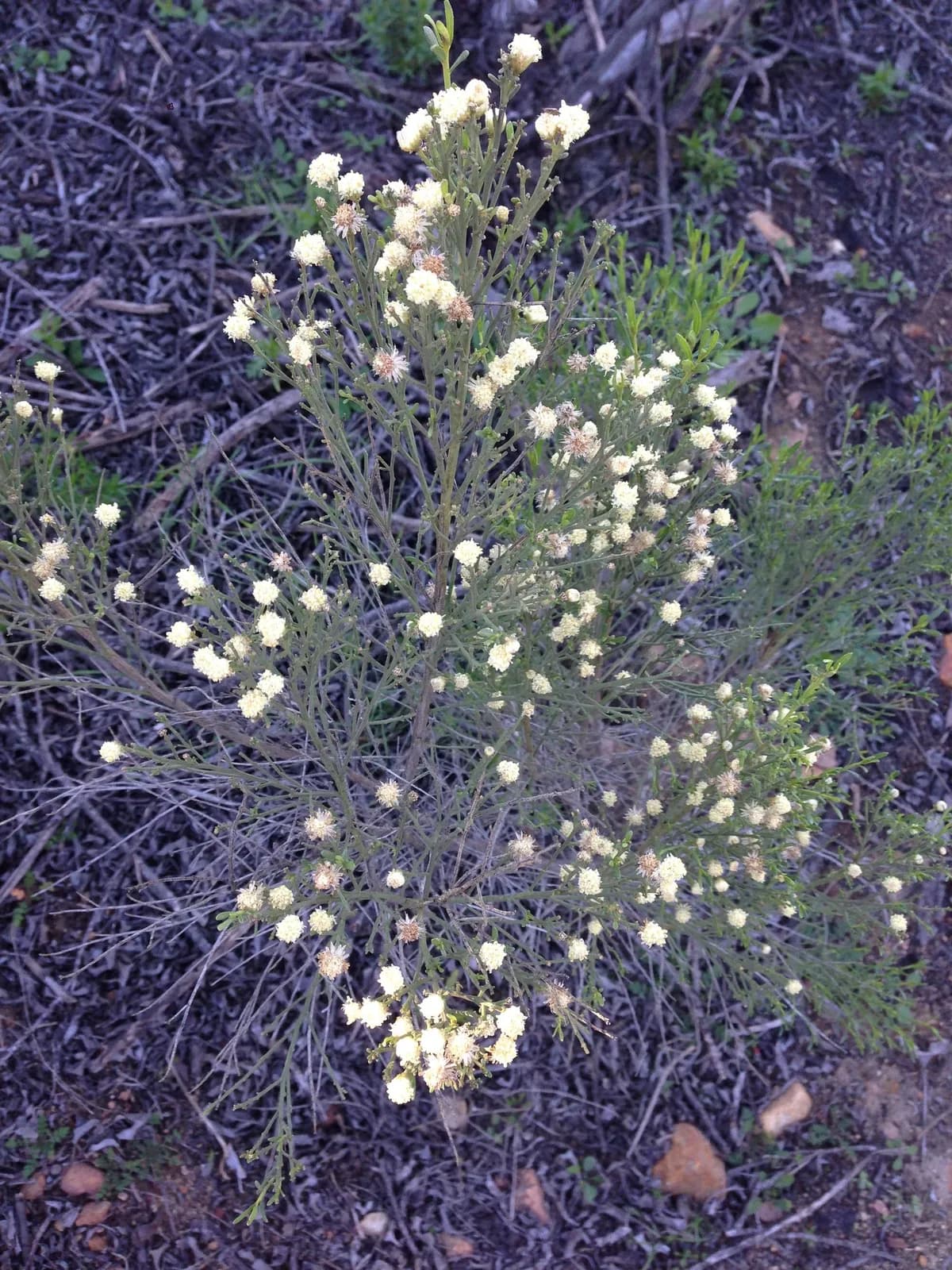 Desert broom (Baccharis sarothroides)