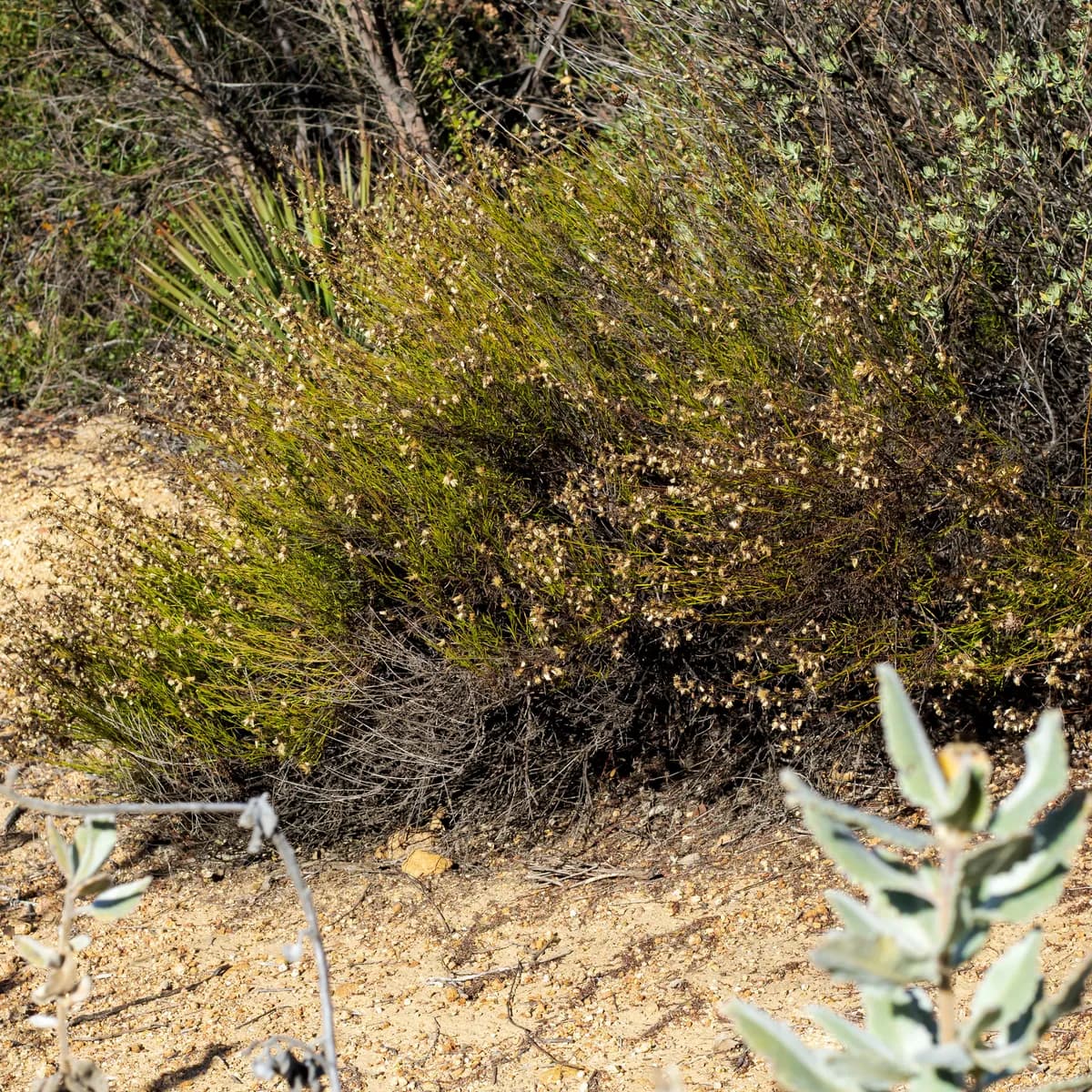 Encinitas baccharis (Baccharis vanessae)