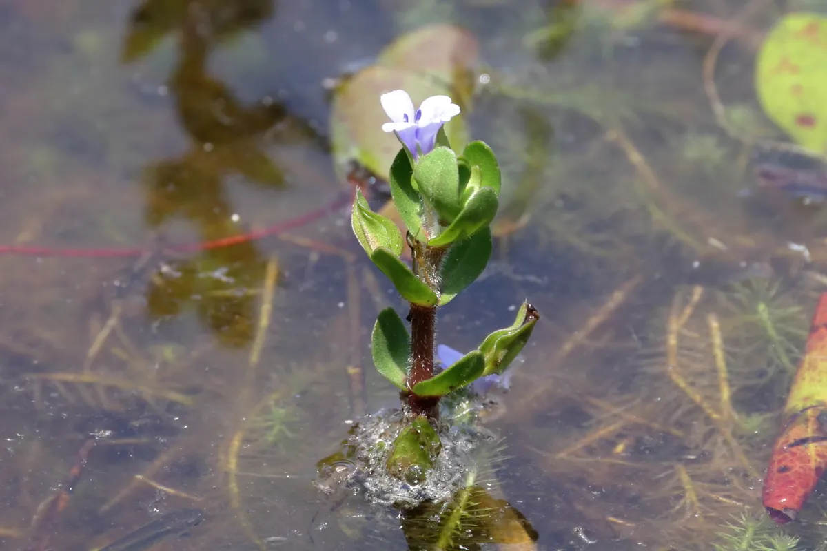 Blue Waterhyssop (Bacopa caroliniana)
