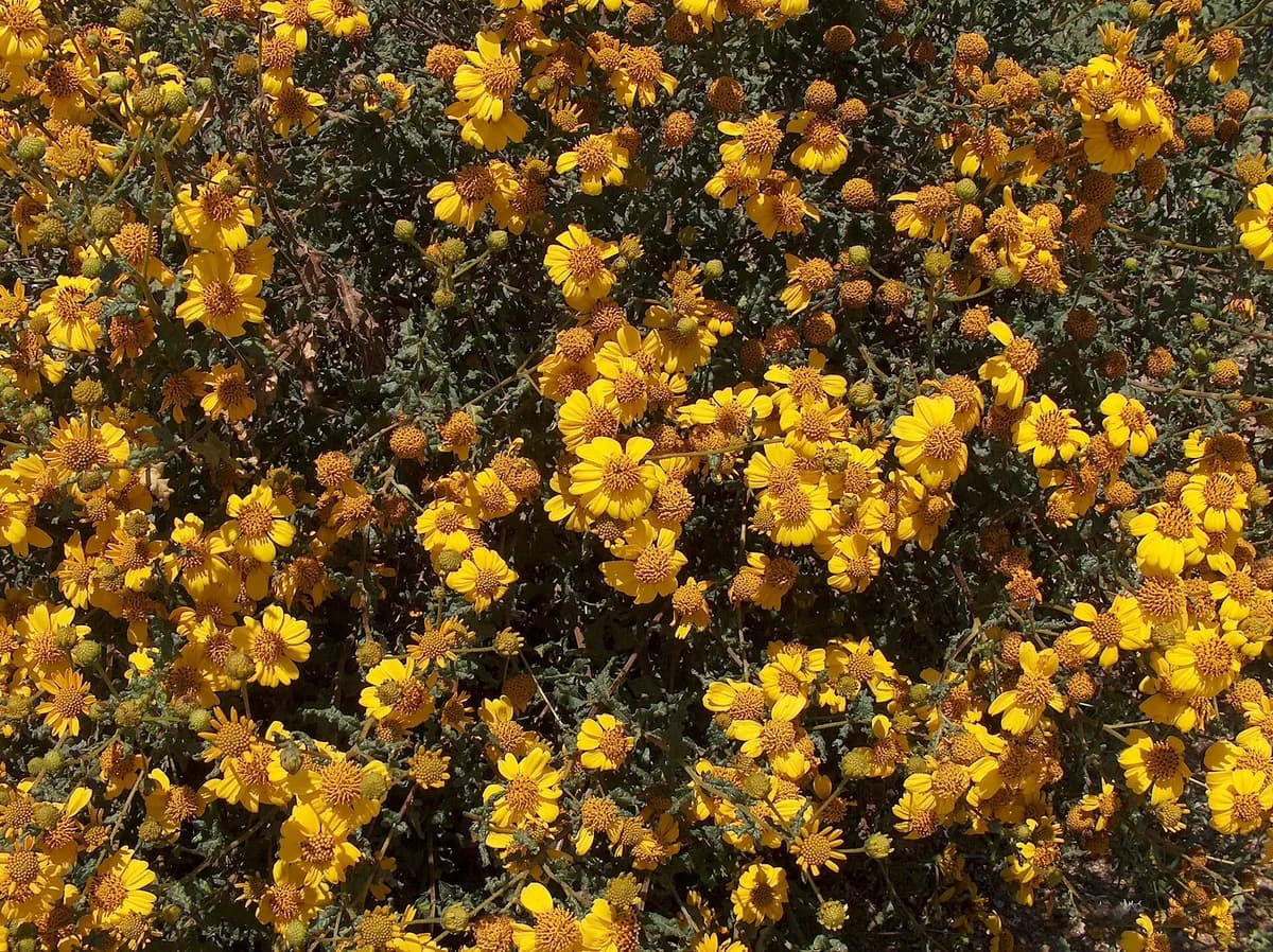 San Diego sunflower (Bahiopsis laciniata)