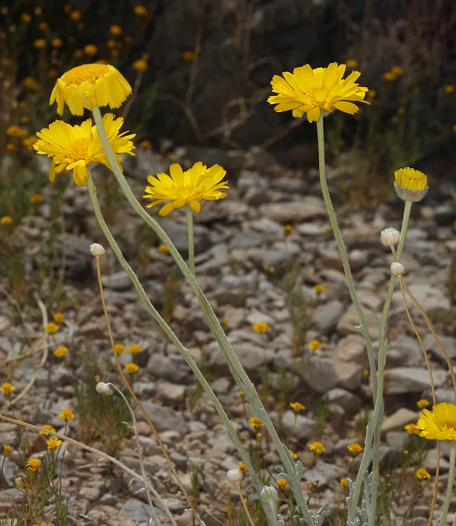 Desert Marigold (Baileya multiradiata)