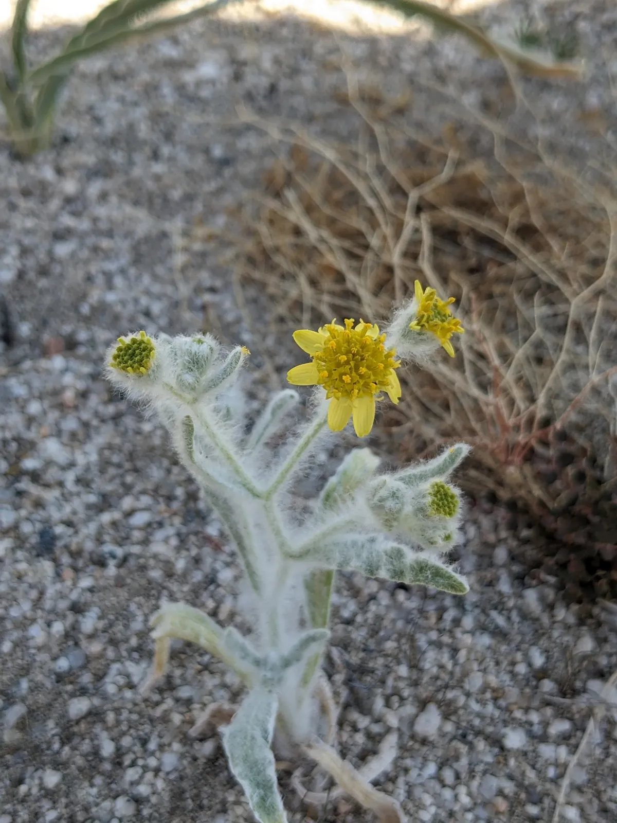 Colorado Desert-marigold (Baileya pauciradiata)