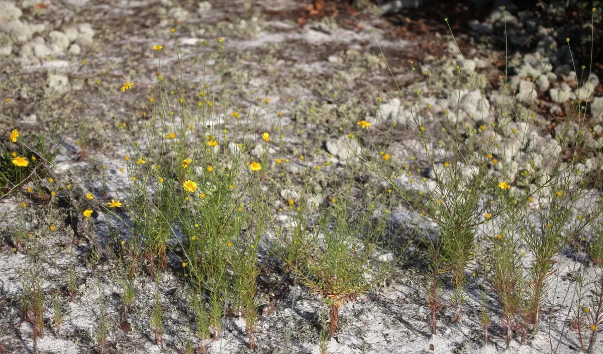 Coastal Plain Honeycombhead (Balduina angustifolia)