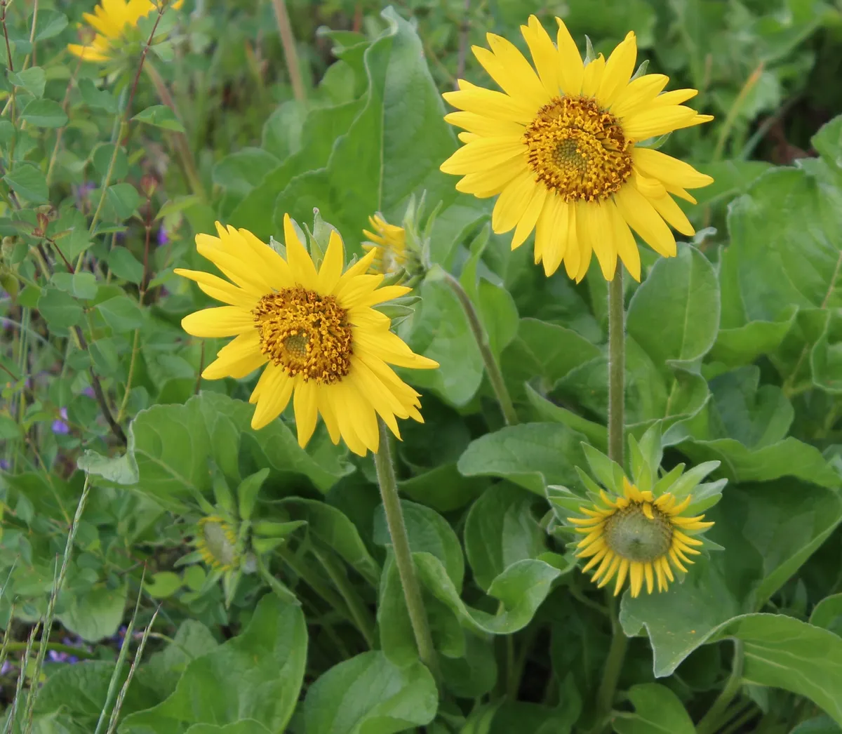Deltoid balsamroot (Balsamorhiza deltoidea)